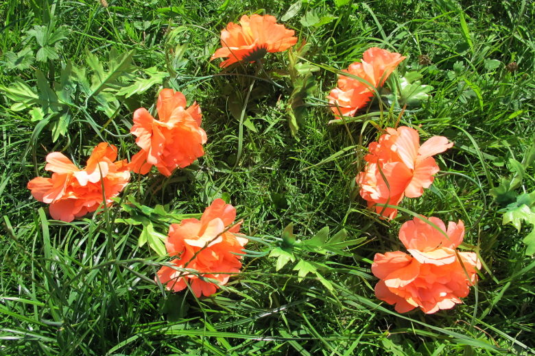 Basil Peony Flower Garland